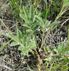 Woolly Cinquefoil thumbnail 3