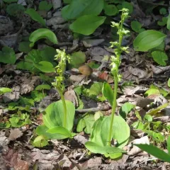 Hooker's Orchid thumbnail 4
