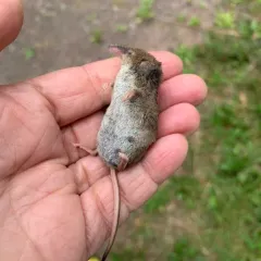 Masked Shrew thumbnail 3