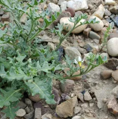 Cutleaf Nightshade thumbnail 2