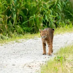 Bobcat thumbnail 4