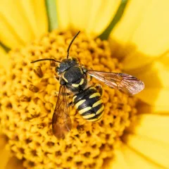 Sunflower Burrowing-Resin bee thumbnail 2