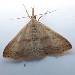 Dotted Renia Moth thumbnail 2