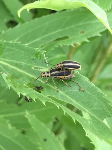Trirhabda virgata