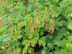 Rye Brome thumbnail 2