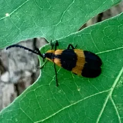 Reticulated Net-winged Beetle thumbnail 2