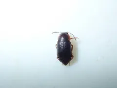 Olophrum obtectum thumbnail 3