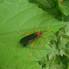 Tmetogaster nubilipennis thumbnail 4