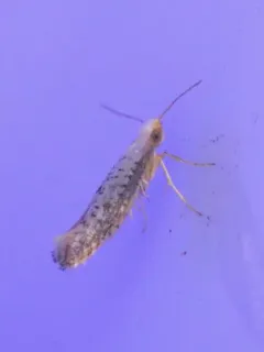 Speckled Argyresthia Moth thumbnail 3