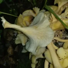 Golden Oyster Mushroom thumbnail 3