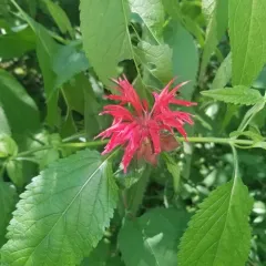 Scarlet Beebalm thumbnail 2