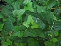 Chinese yam thumbnail 2
