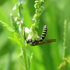 Five-banded Thynnid Wasp thumbnail 3