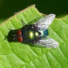 Illustrious Greenbottle Fly thumbnail 3