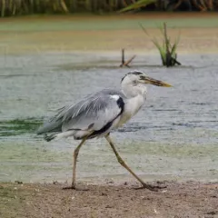 Grey Heron thumbnail 2