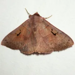 Brown Panopoda Moth thumbnail 3