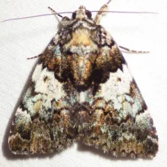 False Underwing thumbnail 4