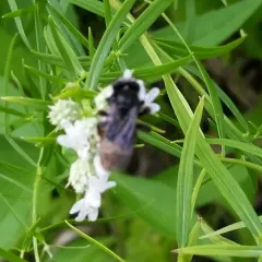 Two-spotted Longhorn Bee thumbnail 2