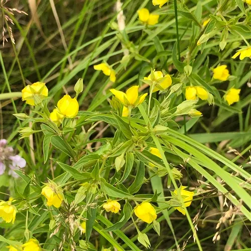 Lowland Loosestrife