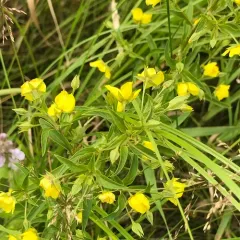 Lowland Loosestrife thumbnail 1