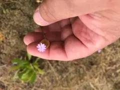 Proliferous Pink thumbnail 2