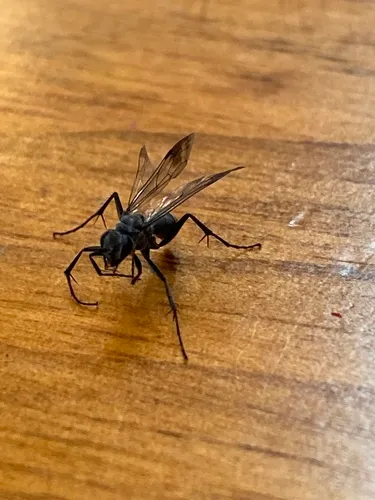 Agenioideus humilis