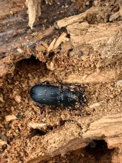 Aspen stag beetle (western) thumbnail 2