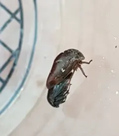 Stupid Treehopper thumbnail 4