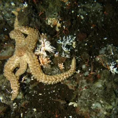 Velcro Star thumbnail 1