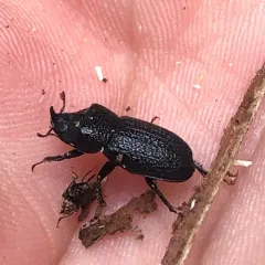Rugose Stag Beetle thumbnail 4
