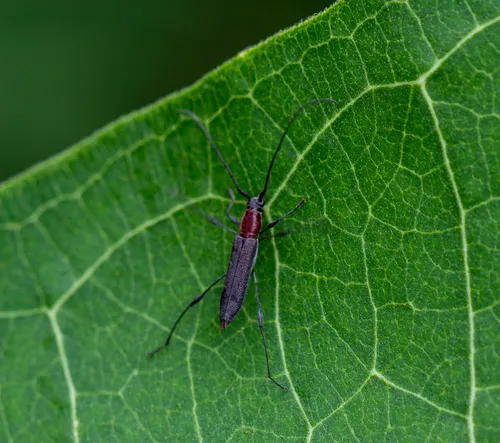 Eastern Rhopalophora