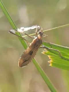 Narvesus carolinensis thumbnail 3