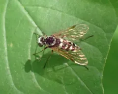banded snipe fly thumbnail 2