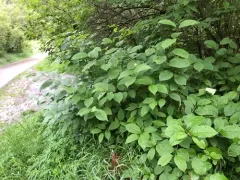 Hungarian Lilac thumbnail 3