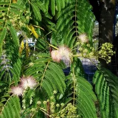 Persian silk tree thumbnail 2