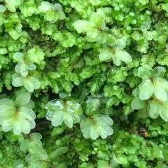 rhizomnium moss thumbnail 3