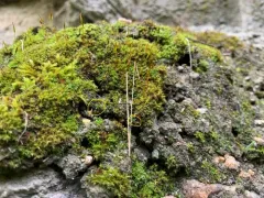 Rigid Screw Moss thumbnail 2