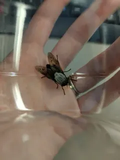 Stygian Horse Fly thumbnail 4