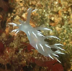 White Dendronotus thumbnail 2