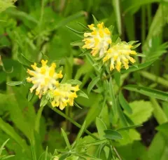 Common Kidney-Vetch thumbnail 2