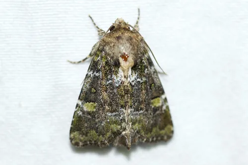 Oligia chlorostigma