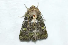Oligia chlorostigma thumbnail 1