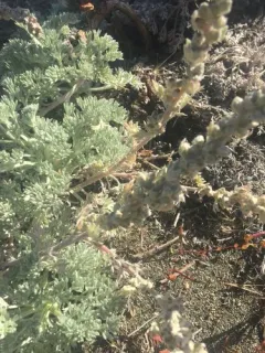 coastal sagewort thumbnail 2