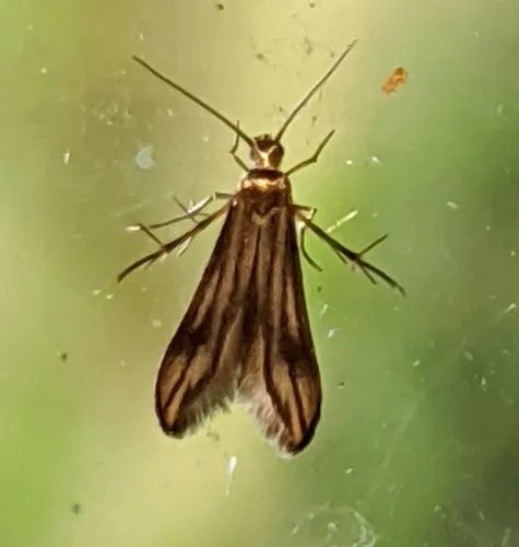 Blackberry Skeletonizer