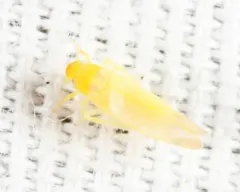 White Apple Leafhopper thumbnail 3