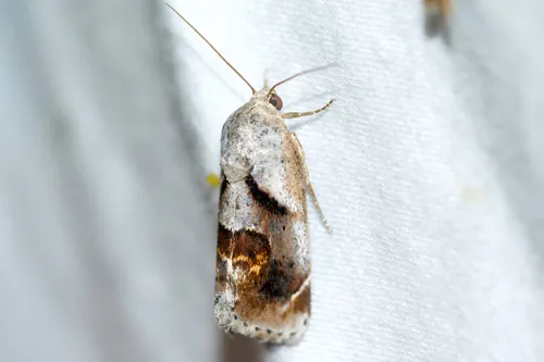 Curve-lined Bird-dropping Moth