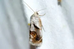 Curve-lined Bird-dropping Moth thumbnail 1