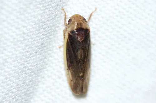 Ponana limbatipennis