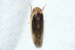 Ponana limbatipennis thumbnail 1