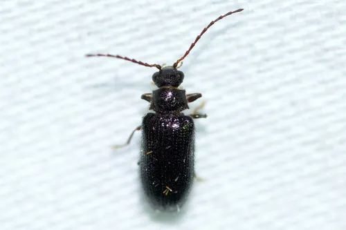 Eurypogon niger